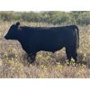 Image 5 : J Anchor J - 580# Steer Calves - 105 Head (Consort, AB) VBP+