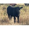 Image 6 : J Anchor J - 580# Steer Calves - 105 Head (Consort, AB) VBP+