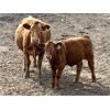 Image 6 : ClarByrn Farms - 670# Steer Calves - 75 Head (Sibbald, AB)