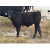 Image 2 : Standing Farms - 485# Steer Calves - 50 Head (Spondin, AB)