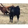 Image 3 : Standing Farms - 485# Steer Calves - 50 Head (Spondin, AB)