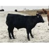 Image 4 : Standing Farms - 485# Steer Calves - 50 Head (Spondin, AB)