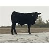 Image 5 : Standing Farms - 485# Steer Calves - 50 Head (Spondin, AB)