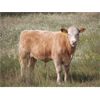 Image 10 : Alvin Sandum - 680# Steer Calves - 92 Head (Hussar, AB)