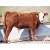 Image 11 : Alvin Sandum - 680# Steer Calves - 92 Head (Hussar, AB)