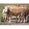 Image 12 : Alvin Sandum - 680# Steer Calves - 92 Head (Hussar, AB)