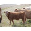 Image 13 : Alvin Sandum - 680# Steer Calves - 92 Head (Hussar, AB)