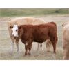Image 14 : Alvin Sandum - 680# Steer Calves - 92 Head (Hussar, AB)