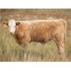 Image 7 : Alvin Sandum - 680# Steer Calves - 92 Head (Hussar, AB)