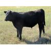 Image 10 : Douglass Bros. Ranching - 625# Steer Calves - 100 Head (Gem, AB)