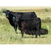 Image 11 : Douglass Bros. Ranching - 625# Steer Calves - 100 Head (Gem, AB)