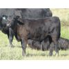Image 12 : Douglass Bros. Ranching - 625# Steer Calves - 100 Head (Gem, AB)