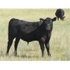 Image 13 : Douglass Bros. Ranching - 625# Steer Calves - 100 Head (Gem, AB)