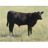 Image 15 : Douglass Bros. Ranching - 625# Steer Calves - 100 Head (Gem, AB)