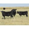 Image 16 : Douglass Bros. Ranching - 625# Steer Calves - 100 Head (Gem, AB)