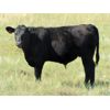Image 2 : Douglass Bros. Ranching - 625# Steer Calves - 100 Head (Gem, AB)