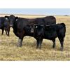 Image 3 : Douglass Bros. Ranching - 625# Steer Calves - 100 Head (Gem, AB)