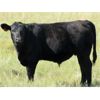 Image 5 : Douglass Bros. Ranching - 625# Steer Calves - 100 Head (Gem, AB)