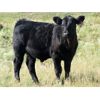 Image 6 : Douglass Bros. Ranching - 625# Steer Calves - 100 Head (Gem, AB)