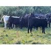 Image 7 : Douglass Bros. Ranching - 625# Steer Calves - 100 Head (Gem, AB)