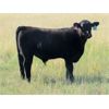 Image 8 : Douglass Bros. Ranching - 625# Steer Calves - 100 Head (Gem, AB)