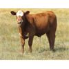 Image 3 : Dornan Ranching - 550# Steer Calves - 80 Head (Brooks, AB)