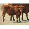 Image 4 : Dornan Ranching - 550# Steer Calves - 80 Head (Brooks, AB)