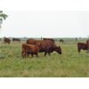 Image 3 : Henrickson Ranching - 600# Steer Calves - 105 Head (Patricia, AB)