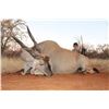 Image 7 : PHASA Eland Hunt in Limpopo