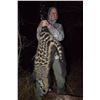 Image 10 : PHASA Civet Cat Hunt in the Limpopo