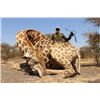 Image 7 : PHASA - Giraffe hunt