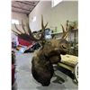 Image 2 : MASSIVE TAXIDERMY MOOSE TROPHY HEAD MOUNT 5'X4.5'
