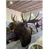 Image 3 : MASSIVE TAXIDERMY MOOSE TROPHY HEAD MOUNT 5'X4.5'