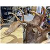 Image 5 : MASSIVE TAXIDERMY MOOSE TROPHY HEAD MOUNT 5'X4.5'