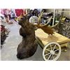 Image 6 : MASSIVE TAXIDERMY MOOSE TROPHY HEAD MOUNT 5'X4.5'