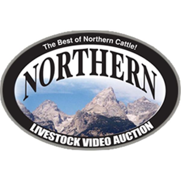 Jocko Valley Cattle - 10 Bred Heifers @ 1100