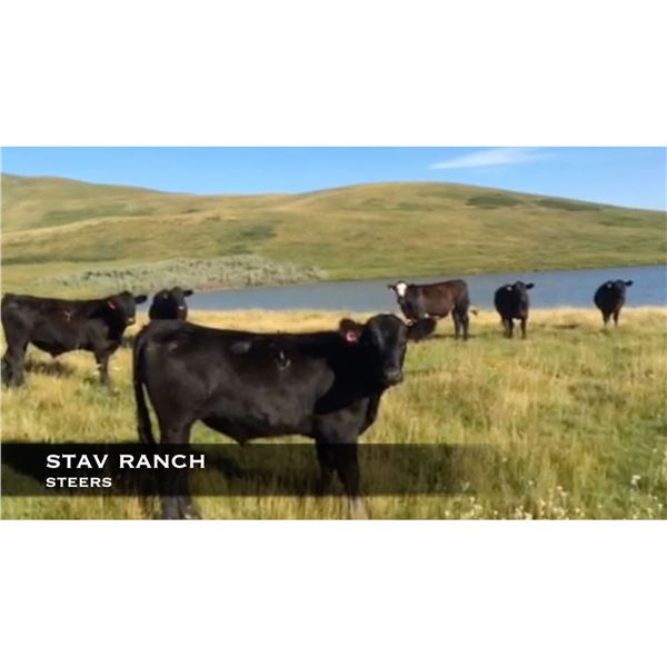 Stav Ranch Steers