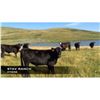 Image 1 : Stav Ranch Steers