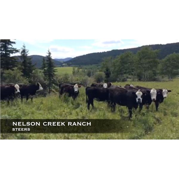 Nelson Creek Ranch Steers