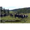 Image 1 : Nelson Creek Ranch Steers
