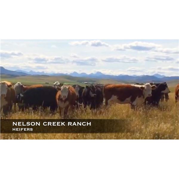 Nelson Creek Ranch Heifers