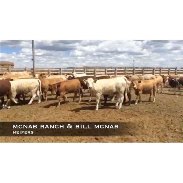 Bill McNab Ranch Heifers #7