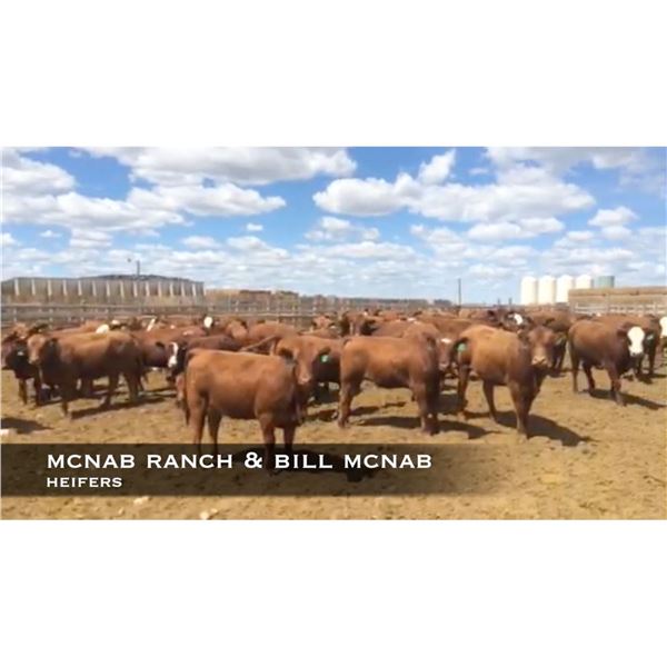 McNab Ranch Heifers #6