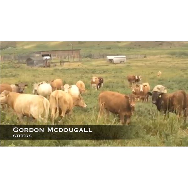 McDougall Steers