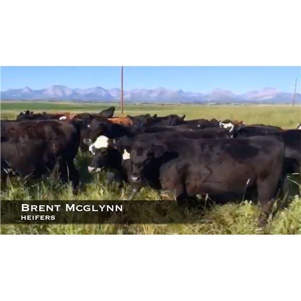 McGlynn Heifers