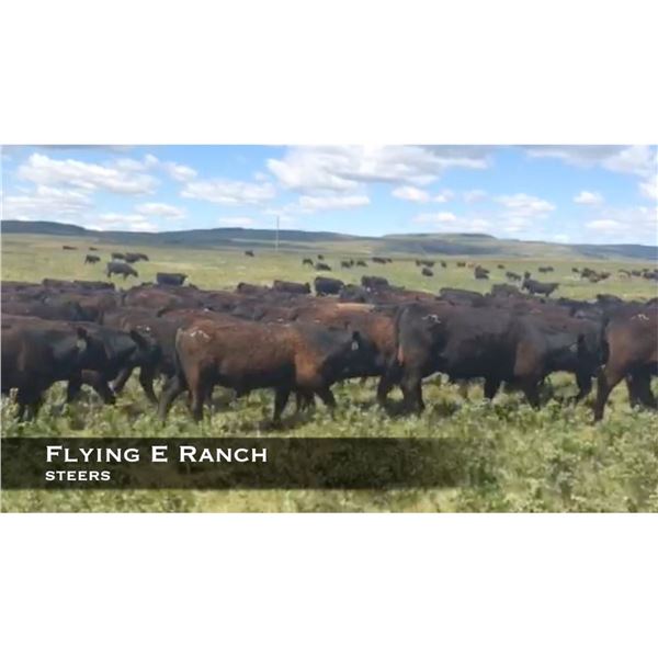 Flying E Steers