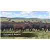 Image 1 : Flying E Steers
