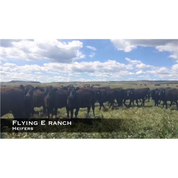 Flying E Heifers