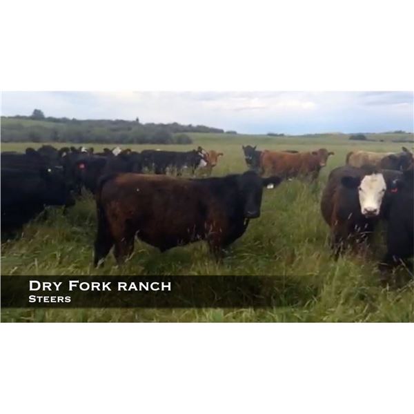Dryfork Ranch Steers