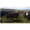 Image 1 : Dryfork Ranch Steers